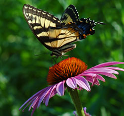 Photo courtesy of Brookside Gardens