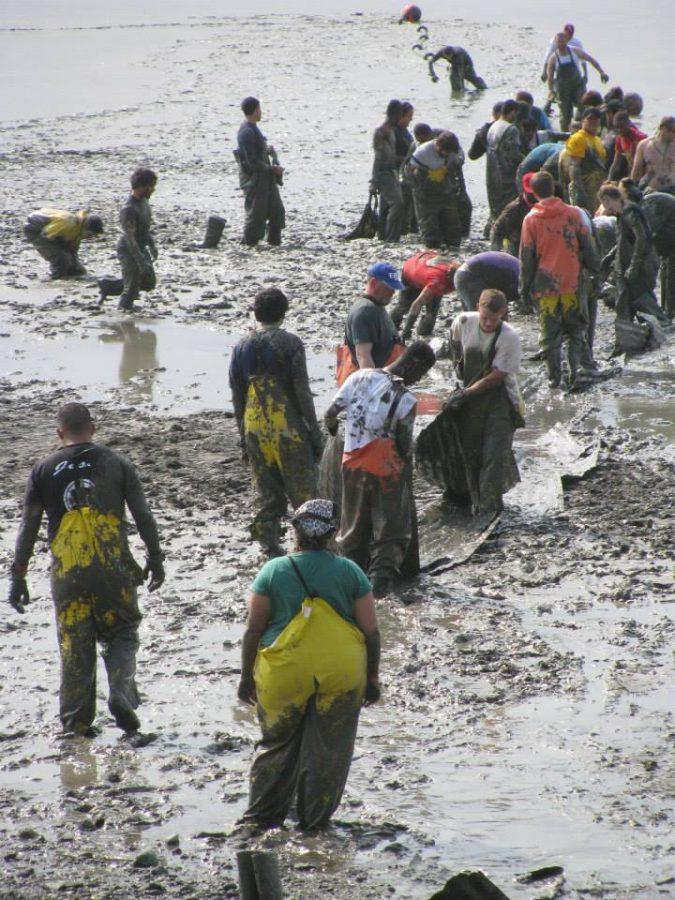 Wading+through+mud+in+Nushagak+Bay%2C+the+workers+form+an+assembly+line.+The+fishery+requires+the+employees+undergo+repetitive+work.+--Courtesy+of+Chris+Brown