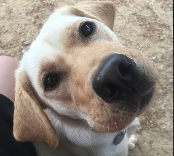 Scotty, one of the five dogs who came to visit, is named after American author Francis Scott Key. 