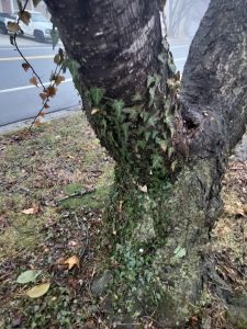 Invasive English ivy can be seen growing on this tree near Manor Woods.